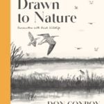 drawn to nature : encounters with irish wildlife