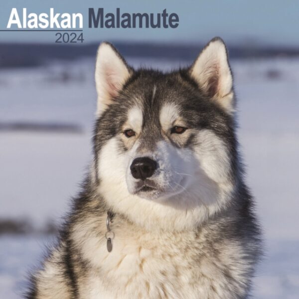 Alaskan Malamute Calendar 2024 Square Dog Breed Wall Calendar - 16 Month