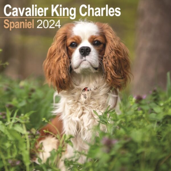 Cavalier King Charles Calendar 2024 Square Dog Breed Wall Calendar - 16 Month