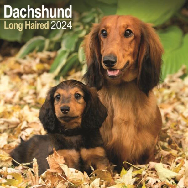 Longhaired Dachshund Calendar 2024 Square Dog Breed Wall Calendar - 16 Month