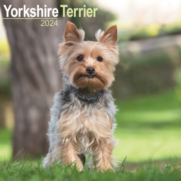 Yorkshire Terrier Calendar 2024 Square Dog Breed Wall Calendar - 16 Month