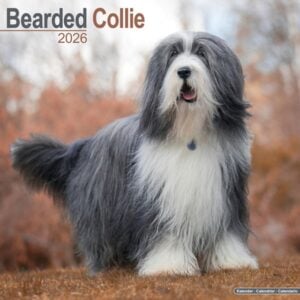 Bearded Collie Calendar 2026 Square Dog Breed Wall Calendar - 16 Month