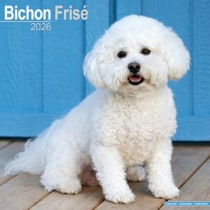 Bichon Frise Calendar 2026 Square Dog Breed Wall Calendar - 16 Month