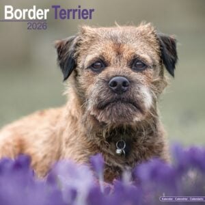 Border Terrier Calendar 2026 Square Dog Breed Wall Calendar - 16 Month