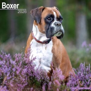 Boxer (Euro) Calendar 2026 Square Dog Breed Wall Calendar - 16 Month
