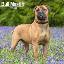 Bull Mastiff Calendar 2026 Square Dog Breed Wall Calendar - 16 Month