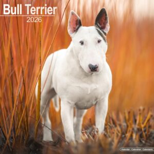 Bull Terrier Calendar 2026 Square Dog Breed Wall Calendar - 16 Month