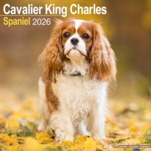 Cavalier King Charles Calendar 2026 Square Dog Breed Wall Calendar - 16 Month