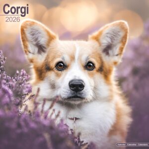 Corgi Calendar 2026 Square Dog Breed Wall Calendar - 16 Month