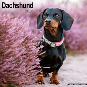 Dachshund Calendar 2026 Square Dog Breed Wall Calendar - 16 Month