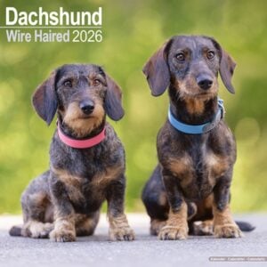 Wirehaired Dachshund Calendar 2026 Square Dog Breed Wall Calendar - 16 Month