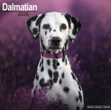 Dalmatian Calendar 2026 Square Dog Breed Wall Calendar - 16 Month