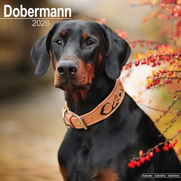Dobermann (Euro) Calendar 2026 Square Dog Breed Wall Calendar - 16 Month