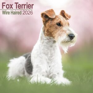 Fox Terrier Wirehaired Calendar 2026 Square Dog Breed Wall Calendar - 16 Month