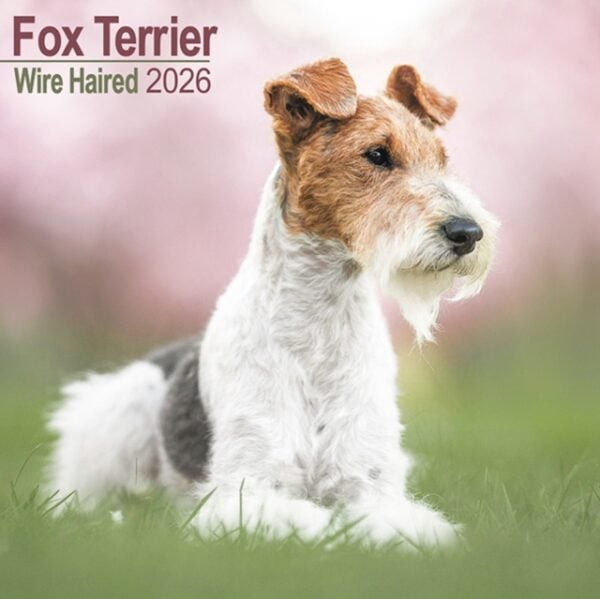 Fox Terrier Wirehaired Calendar 2026 Square Dog Breed Wall Calendar - 16 Month