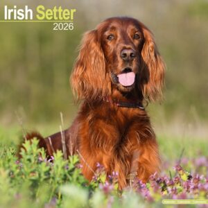 irish setter calendar 2026 square dog breed wall calendar 16 month