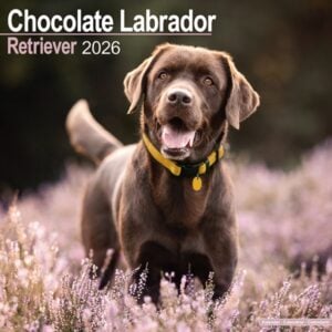 Chocolate Labrador Retriever Calendar 2026 Square Dog Breed Wall Calendar - 16 Month