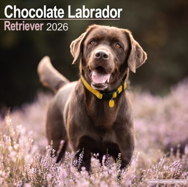 Chocolate Labrador Retriever Calendar 2026 Square Dog Breed Wall Calendar - 16 Month