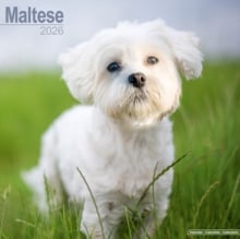 Maltese Calendar 2026 Square Dog Breed Wall Calendar - 16 Month