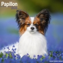 Papillon Calendar 2026 Square Dog Breed Wall Calendar - 16 Month