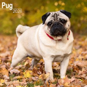 Pug Calendar 2026 Square Dog Breed Wall Calendar - 16 Month