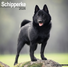 Schipperke Calendar 2026 Square Dog Breed Wall Calendar - 16 Month