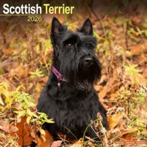 Scottish Terrier Calendar 2026 Square Dog Breed Wall Calendar - 16 Month