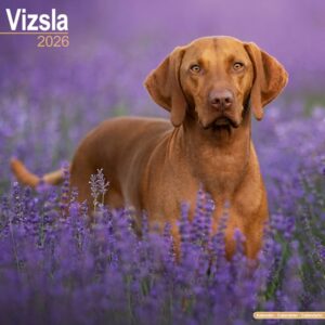 Vizsla Calendar 2026 Square Dog Breed Wall Calendar - 16 Month