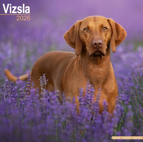 Vizsla Calendar 2026 Square Dog Breed Wall Calendar - 16 Month