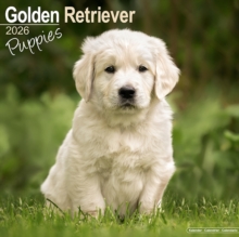 Golden Retriever Puppies Calendar 2026 Square Dog Puppy Breed Wall Calendar - 16 Month