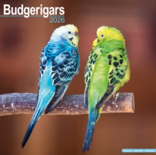 Budgerigars Calendar 2026 Square Bird Wall Calendar - 16 Month