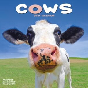 Cows Calendar 2026 Square Farm Animal Wall Calendar - 16 Month