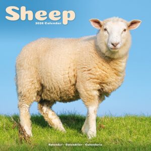 Sheep Calendar 2026 Square Farm Animal Wall Calendar - 16 Month