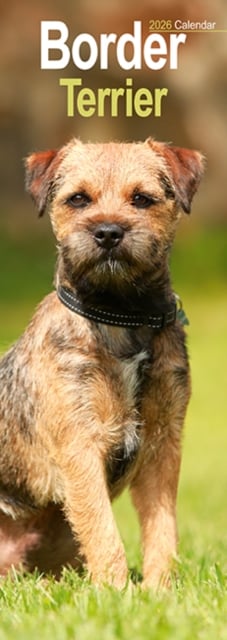 Border Terrier Slim Calendar 2026 Dog Breed Slimline Calendar - 12 Month