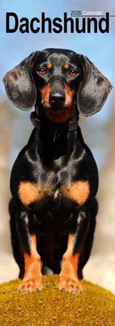 Dachshund Slim Calendar 2026 Dog Breed Slimline Calendar - 12 Month