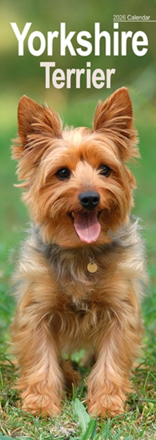 Yorkshire Terrier Slim Calendar 2026 Dog Breed Slimline Calendar - 12 Month