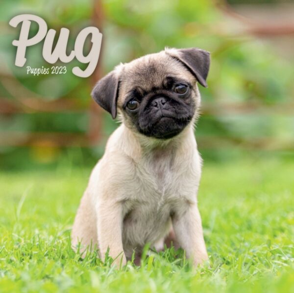 Pug Puppies Mini Square Wall Calendar 2023