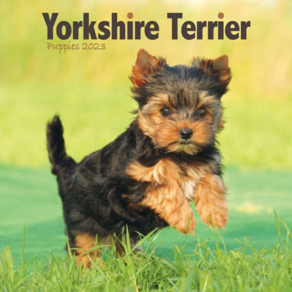 Yorkshire Terrier Puppies Mini Square Wall Calendar 2023