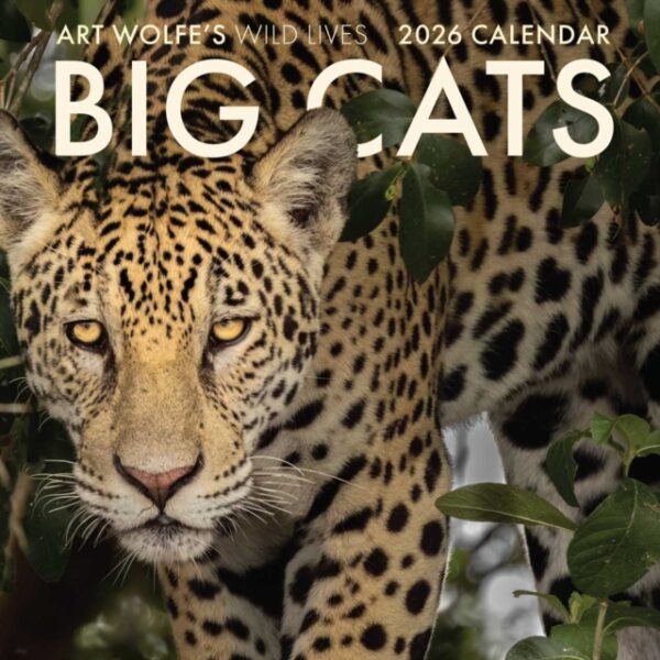 2026 Big Cats Wall Calendar : Art Wolfe's Wild Lives