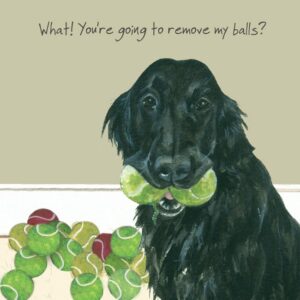 Flat Coated Retriever Greeting Card – Remove balls.