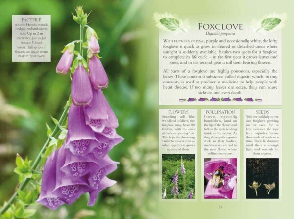 foxglove